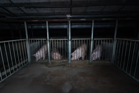 Tell the Victorian Government to ban ALL bestiality