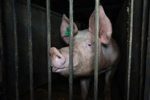 Challenge Aussie Pig Farmers to 'No Nut November'