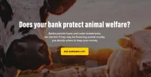 Banks For Animals campaign website snapshot