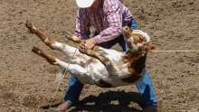 End calf roping in Australia!