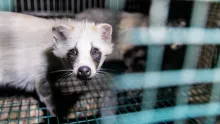Help end fur sales in Australia