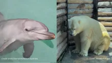 Sea World still breeds captive dolphins and polar bears