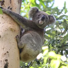 Call for stronger nature laws to protect Australian wildlife
