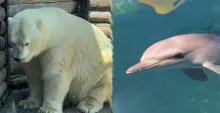 Stop breeding polar bears and dolphins in Australia