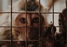 Animal testing • Photo by Edho Fitrah on Unsplash