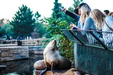 Seals in captivity - photo by katie jowett on unsplash