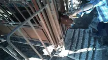 Painful dehorning - Photo credit: Farm Transparency Project