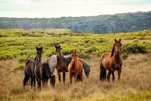 Brumbies - Photo by Christine Mendoza on Unsplash