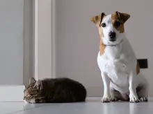 Companion animals - cat and dog - Photo by Marcin Szmigiel on Unsplash