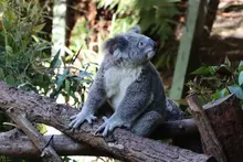 Koala impage by Nadira (@shotsby_nadira) on Unsplash