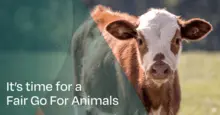 Together, we can transform the broken animal welfare system.