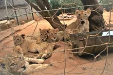 Ban the commercial trade of big cats in South Africa