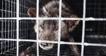 Add your voice to end fur cruelty in Australia!