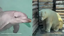 Sea World still breeds captive dolphins and polar bears