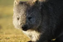 Wombats could soon be killed on request.
