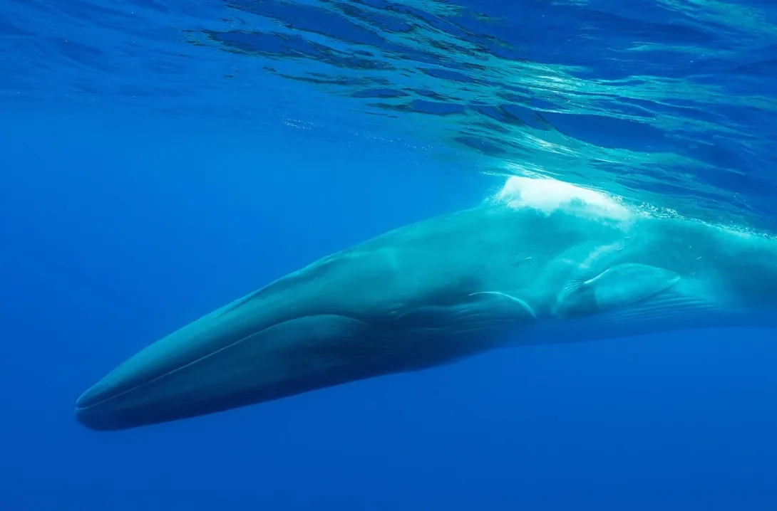 IFAW Iceland whaling campaign image