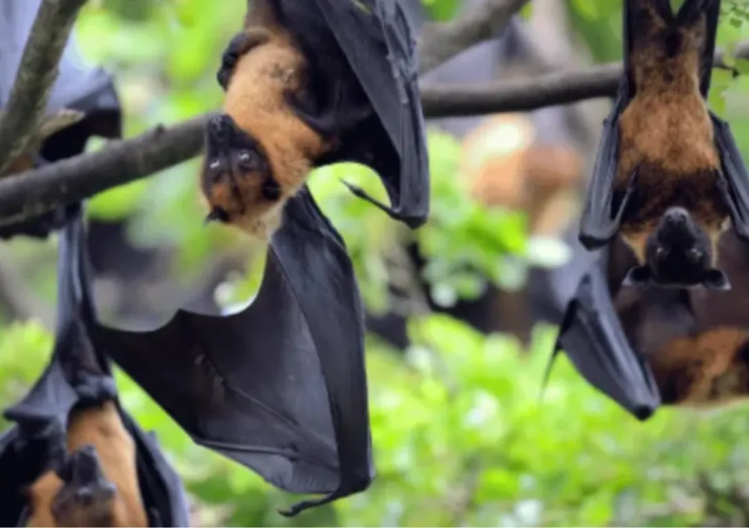 Stop allowing Queensland farmers to shoot flying foxes 