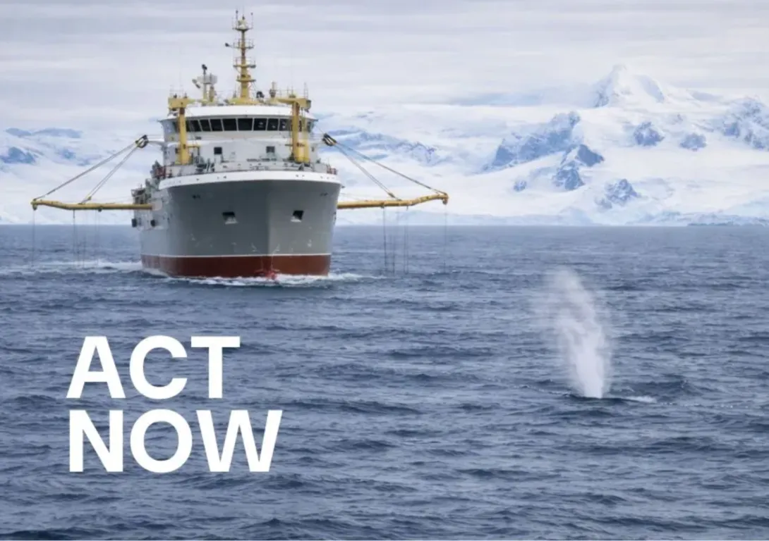 MSC: don’t greenlight industrial krill fishing