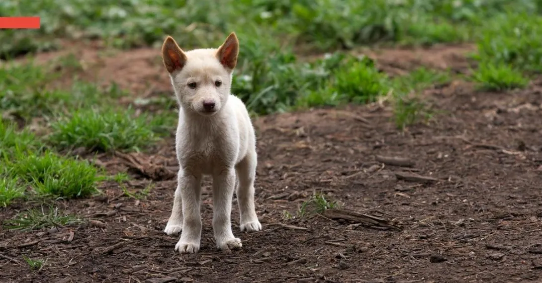 Demand the APVMA stop 1080 deaths