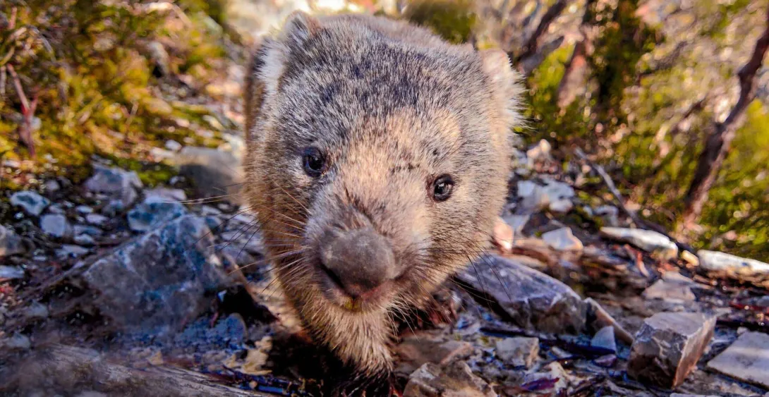 The shocking scale of licensed wildlife killing in Australia