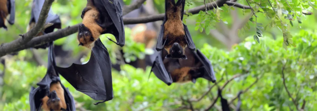 Stop allowing Queensland farmers to shoot flying foxes 