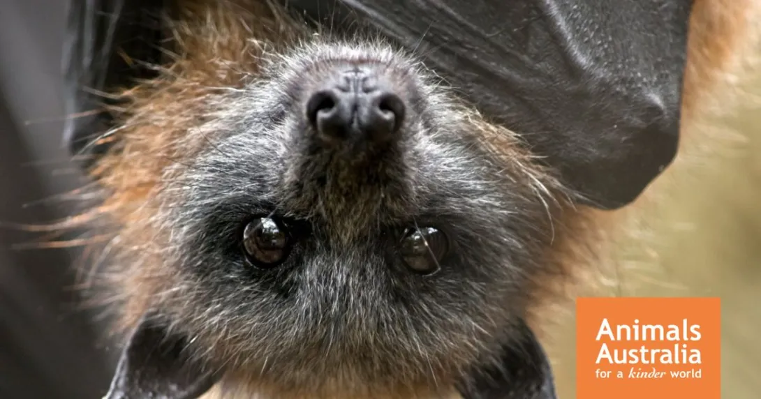 Protect flying foxes – end cruel shooting permits in Queensland