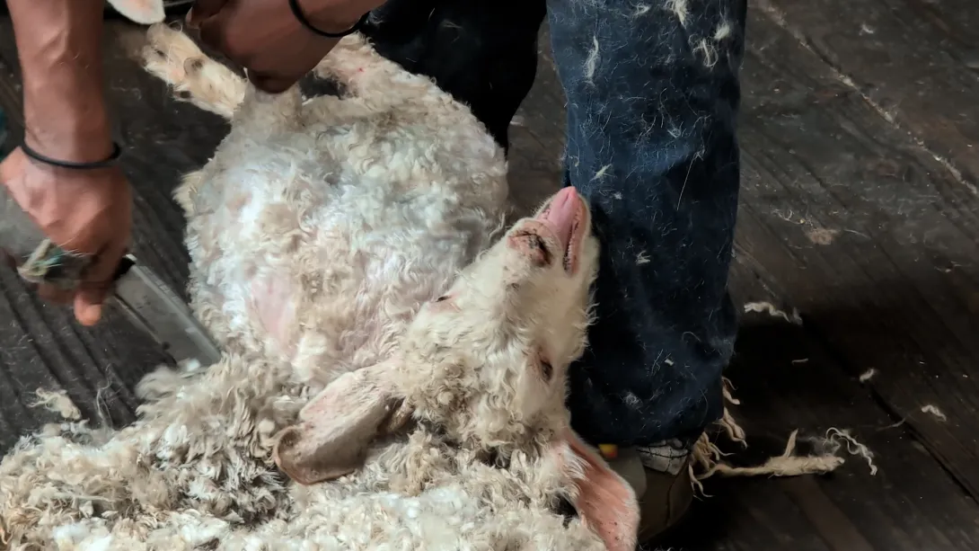 Take Action for Goats – Tell Paul Smith to Ditch Mohair