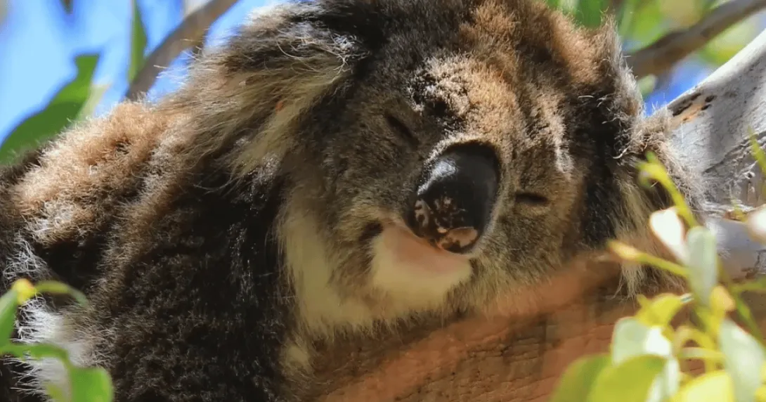 Hungry Jacks, McDonalds and Patties: Commit to stop bulldozing nature