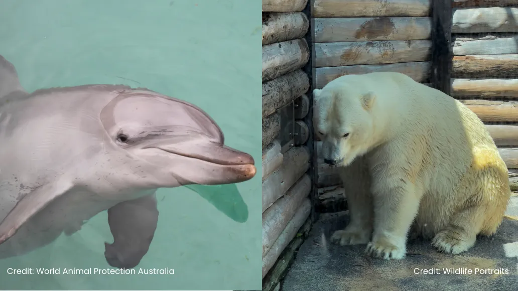 Sea World still breeds captive dolphins and polar bears