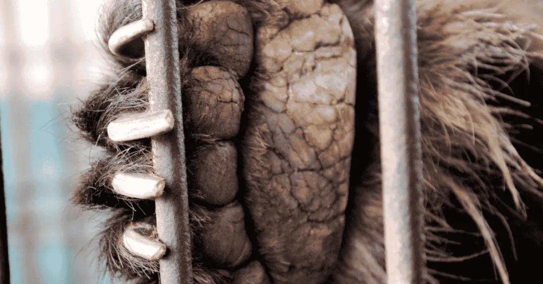 Free the final bears. Add your name.