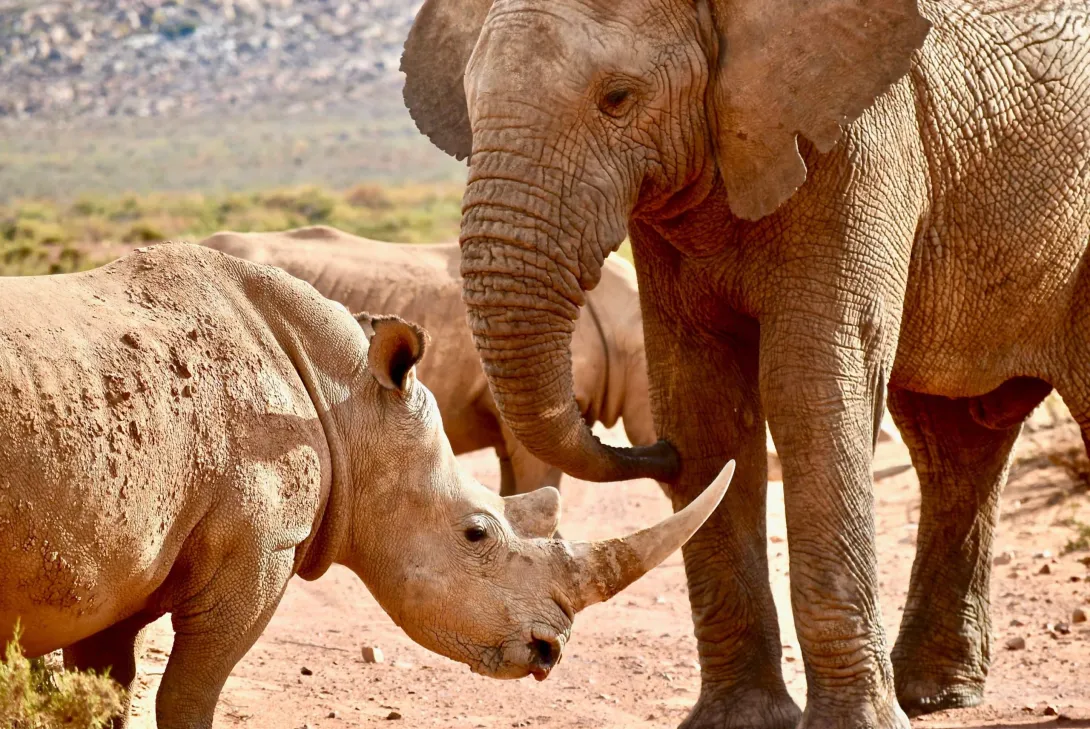 Ban Australia’s domestic trade in ivory
