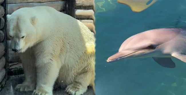 Stop breeding polar bears and dolphins in Australia