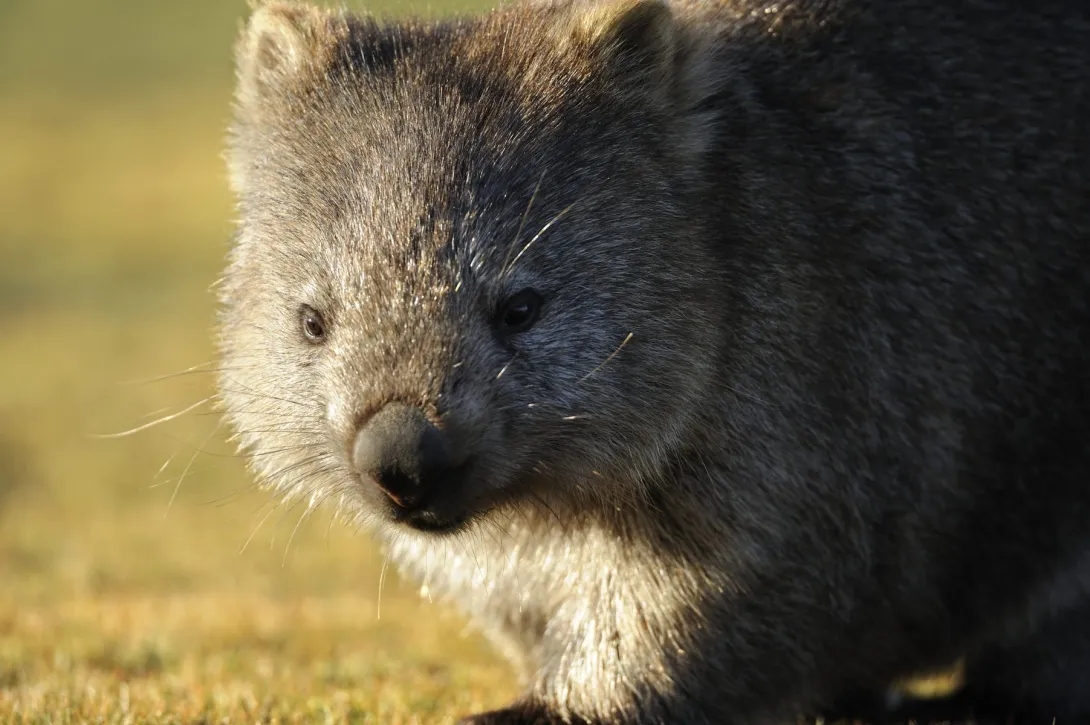 Wombats could soon be killed on request.